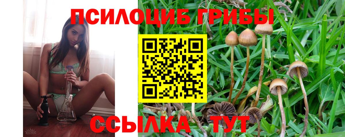 Вязьма  Галлюциногенные грибы Psilocybe  продажа наркотиков  Вход с VPN 